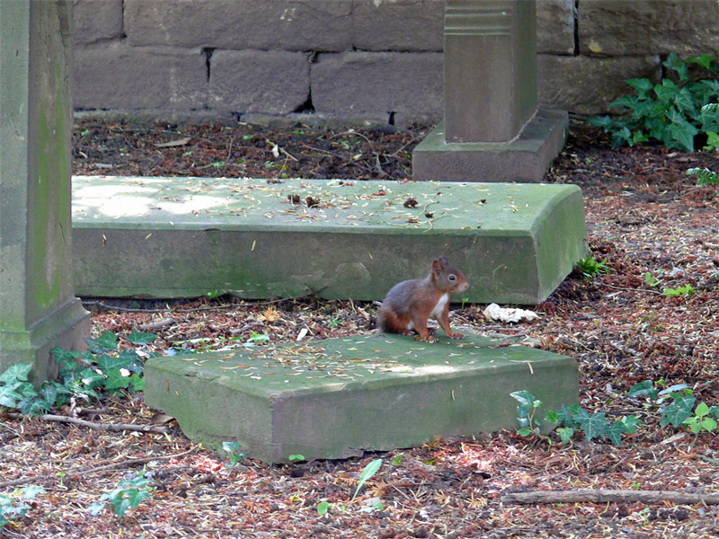 Eichhörnchen am Hoppelaufriedhof