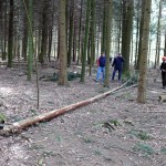 Maibaum besorgen