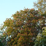 Kastanienbaum am Morgen