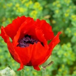 Mohn