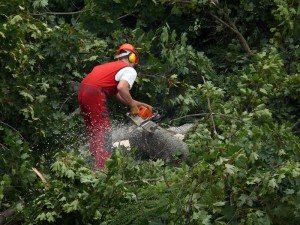 Ist nicht im Wald sondern in der Ostendstraße