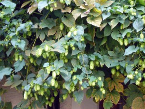 Hopfen wächst auch in Stuttgart