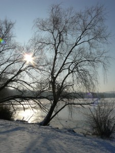 Die Sonne zwischen den Bäumen