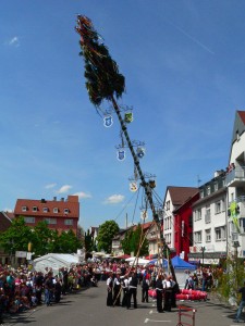 Aufstellen des Maibaums in S-Wangen