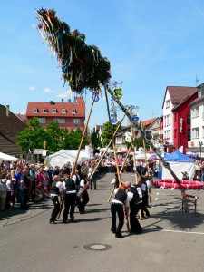 Der Maibaum in S Wangen wird aufgestellt