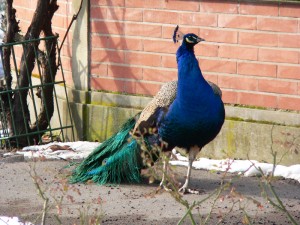 Pfau darf wieder ins Freie