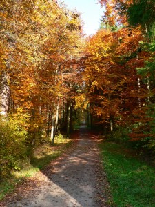 Herbstlicher Waldweg