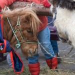 Leonberger Pferdemarkt