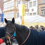 Leonberger Pferdemarkt