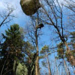 Zwischen Himmel und Waldboden