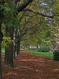 Stadtgarten2