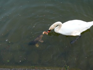 Schwan-und-Karpfen