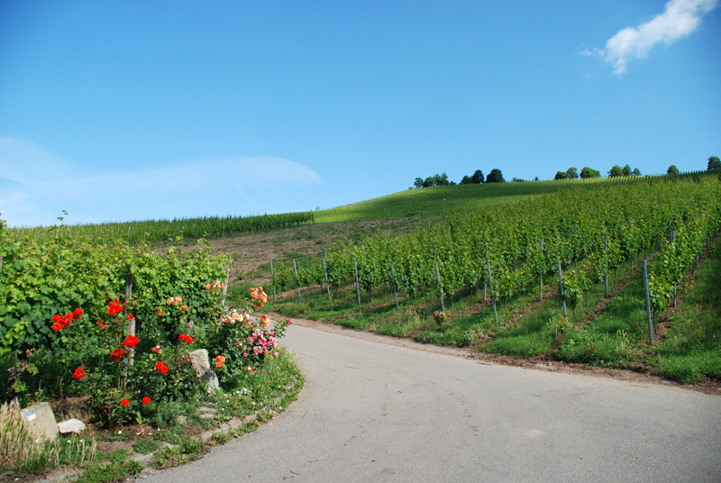 Gablenberger-Klaus-Blog » Blog Archive » Uhlbach: Weinwanderung am