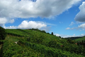 OT-Weinberge