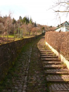 Weg-zur-Wangener-Höhe7