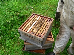 Bienen4