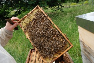 Bienen1