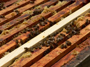 Bienen3