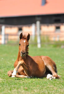 Fohlen-(Foto-Kube)