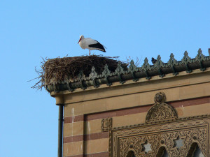 Storch-im-Nest