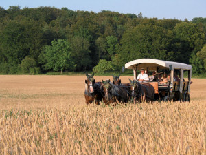 Planwagenfahrt-auf-der-schw