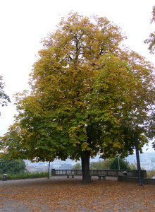 Kastanie-am-Eugensplatz